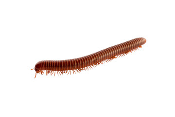 millipede brown orange running away