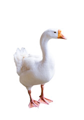 Big white goose looking sideway,isolated