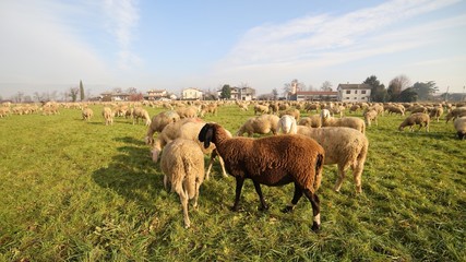 Naklejka na ściany i meble flock with many sheep