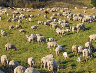 Obraz premium flock with sheep grazing