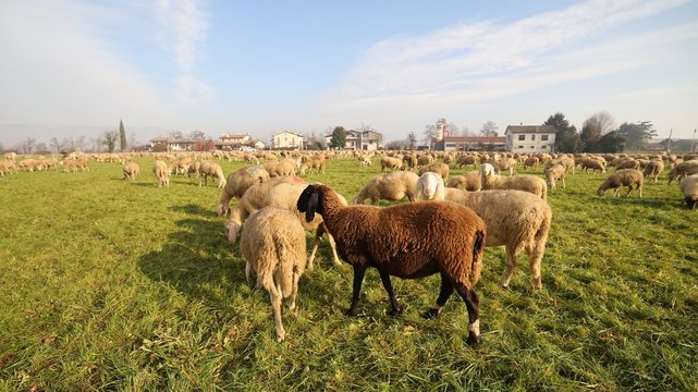 flock with many sheep