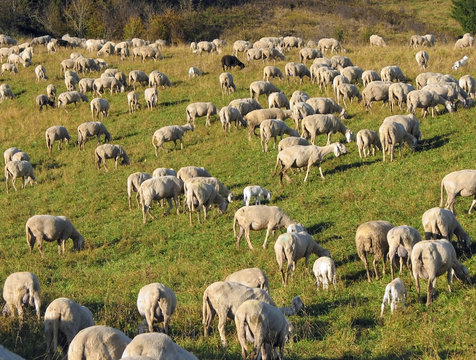 flock with sheep grazing