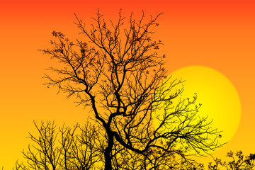 Abstract background with tree branch silhouette and sun