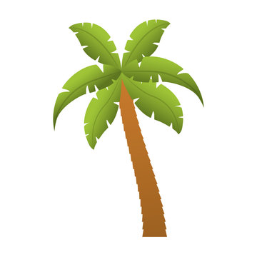 palm tropical tree isolated icon vector illustration design