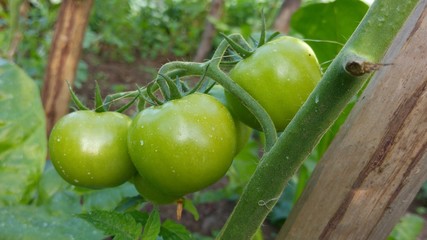 green tomatoes on tree