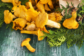Raw chanterelles over wooden background