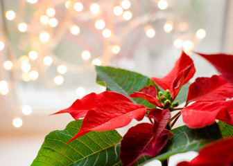 Christmas flower poinsettia indoor on defocused lights background space for text - Powered by Adobe