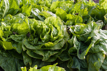 close-up of a sugarloaf salad