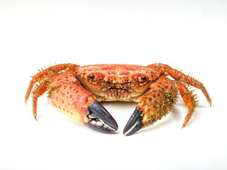 boiled crab isolated on white background