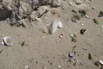 Ракушечное ассорти на морском берегу