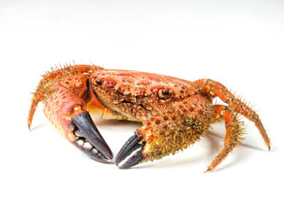 boiled crab isolated on white background