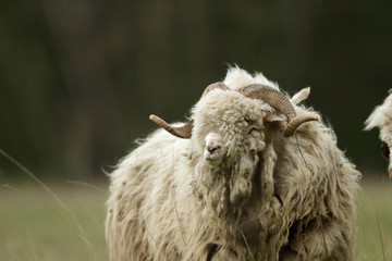 sheep