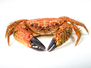 boiled crab isolated on white background