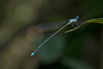 
Dragonfly in Thailand and Southeast Asia.

