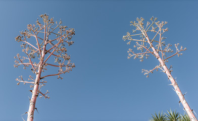 2 Cyprus Tree's