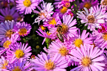Obraz premium A closeup of a bee on a purple flower