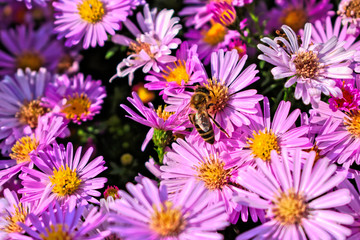 A closeup of a bee on a purple flower