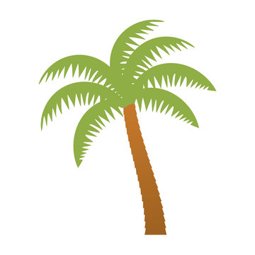 palm tropical tree isolated icon vector illustration design