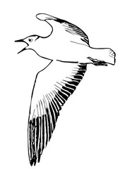 A hand drawn vector illustration sketch of a seagull flying