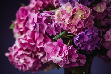 Graceful pink and violet hydrangeas stand in the vase