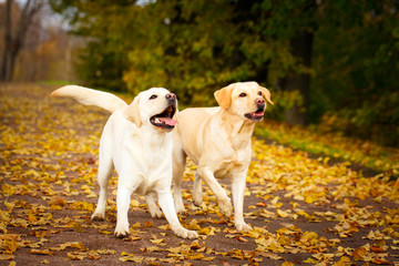 labrador retriever dog