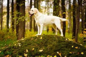 labrador retriever dog