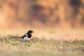 Ptaki- Sroka (Magpie, Pica pica)