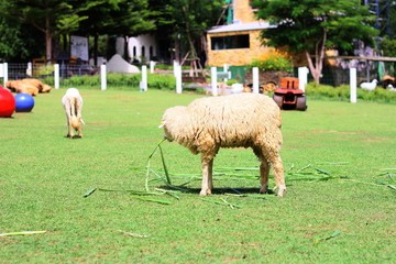 Fototapeta premium Sheep / Sheep at the farm, Ratchaburi, Thailand