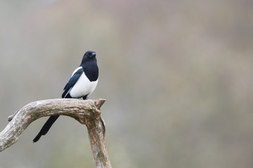 Ptaki- Sroka (Magpie, Pica pica) © szczepank