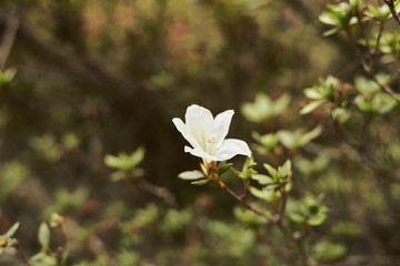 white flowers on green background