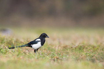 Ptaki- Sroka (Magpie, Pica pica) © szczepank
