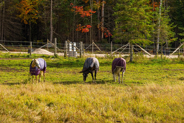 Fototapeta premium Horses with blankets