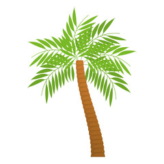Fototapeta premium palm tropical tree isolated icon vector illustration design