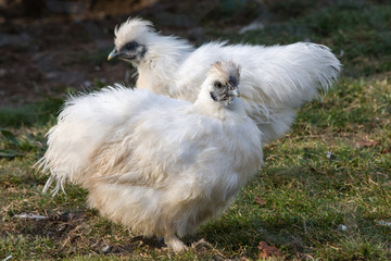 White silky fowls