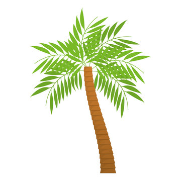 palm tropical tree isolated icon vector illustration design