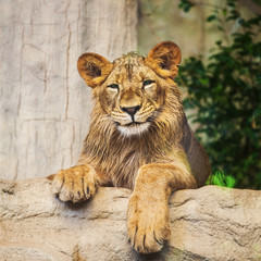 Lion cub playing with a branch (Panthera Leo)
