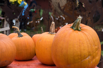 Kürbise auf einem Herbstmarkt
