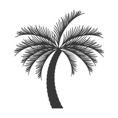 palm tropical tree isolated icon vector illustration design