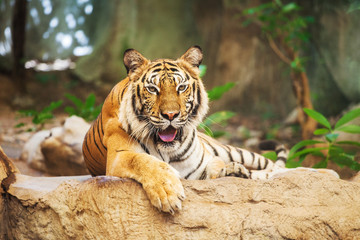 Sumatran Tiger Roaring  in the zoo Thailand