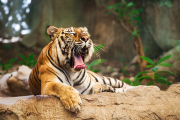 Sumatran Tiger Roaring show head and leg in the zoo © visa
