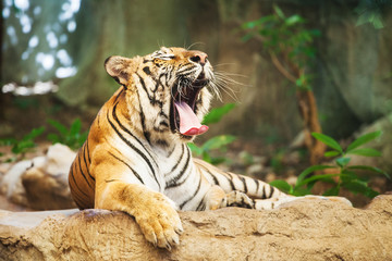 Sumatran Tiger Roaring show head and leg in the zoo