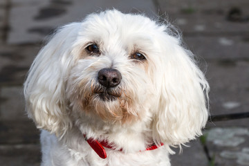 White havanese dog looking