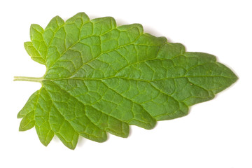 Fototapeta premium of lemon balm leaf isolated on white background