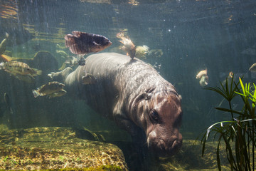 Pygmy hippos dive underwater with fish Thailand