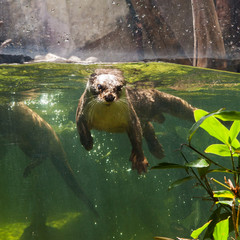 Otter dive underwater close up shot in Thailand