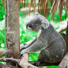 koala bear sitting on tree in the zoo