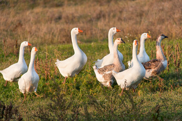 flock of geese grazing on the grass in the autumn