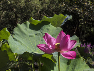 Lotus Flower