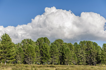 Obraz premium Полоса зелёного леса на фоне облаков