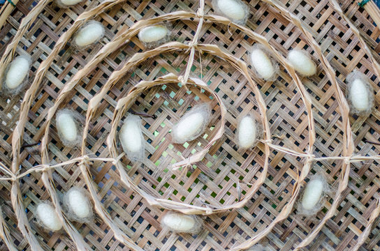 silk worm cocoons in white nests